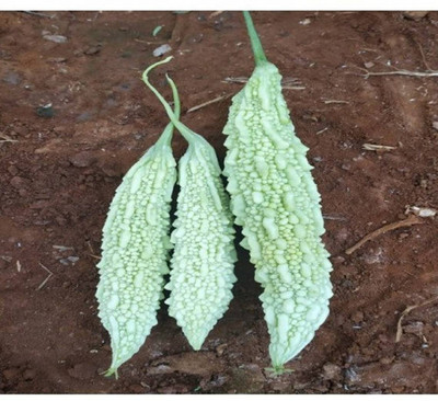 Cloud Farm White karela/ Tella kakarakaya Seed(30 per packet)