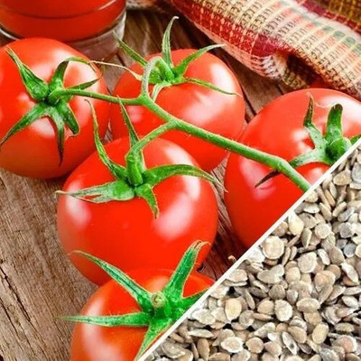 DEYS AGRO ™ f1 hybrid -3251 Tomato seeds, DRAWF varaiety | Lal Tammatar, hybrid vegetables Seed(900 per packet)