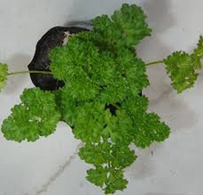 CYBEXIS XLR-74 - Moss Curled Parsley - (750 Seeds) Seed(750 per packet)
