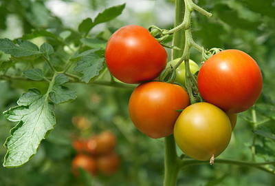 AGRODAK tomato Seed(60 per packet)