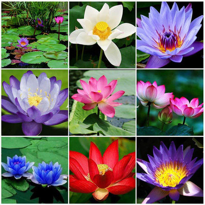 CRGO LOTUS , KAMAL Seed(40 per packet)