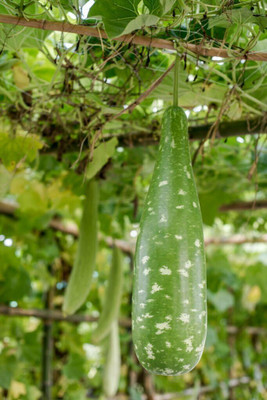 LIFELEX Long Bottle Gourd Seeds, Lauki Seeds, Hybrid Lau Vegetable Seed(39 per packet)