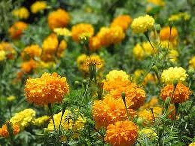 ibains Big marigold flower seeds Seed(27 per packet)
