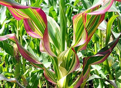WILLVINE GOI -XI Pink Zebra Striped Corn-[250g] Seed(1000 per packet)