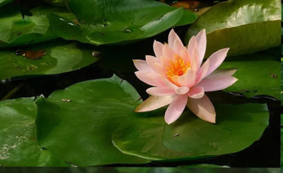 VibeX LX-47 - Bowl Lotus (Water Lily Flower) - (30 Seeds) Seed(30 per packet)