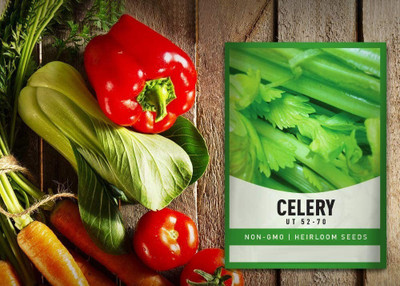 CYBEXIS VXI-19 - Celery Tall Utah - (750 Seeds) Seed(750 per packet)
