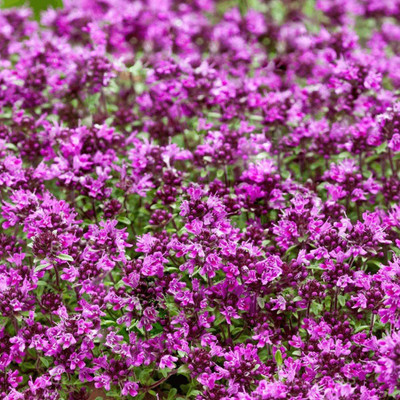 CYBEXIS ATS-50 - Red Carpet Creeping Thyme - (450 Seeds) Seed(450 per packet)