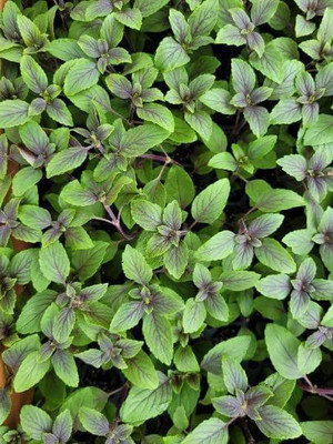 WILLVINE LX-8 African Blue Basil Seed(2000 per packet)