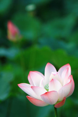 Asha Enterprises lotus,kamal gatta Seed(11 per packet)
