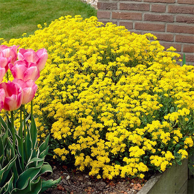 VibeX PAU-28 - Yellow Creeping Thyme - (1350 Seeds) Seed(1350 per packet)