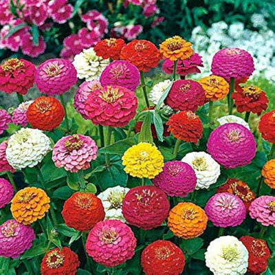 AMAJIT Mixed Colour Zinnia Flower Seed(24 per packet)
