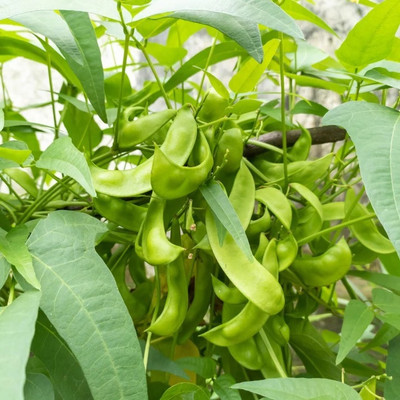 eShoptail Sem Phali / Dolichos Beans Pole Type Seeds Seed(5 g)