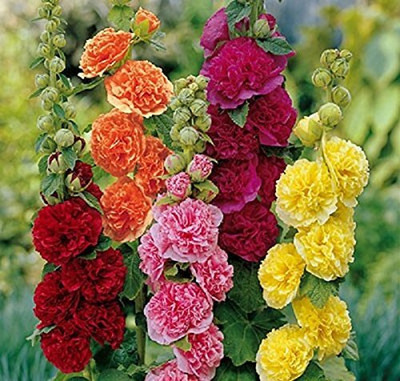 Aywal Hollyhock Hybrid Seed(40 per packet)
