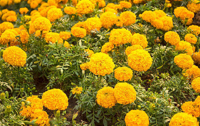 Jui marigold,gende ka phool seeds Seed(22 per packet)