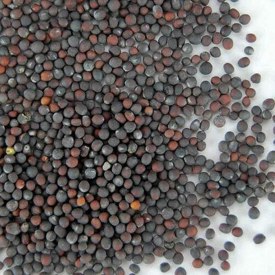 ActrovaX Cabbage/Bandgobhi Vegetable [1gm Seeds] Seed(1 g)