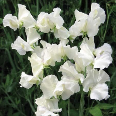 KNESSiN VIX-71 Sweet Pea Seed(100 per packet)