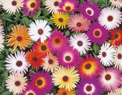 CYBEXIS MESEMBRYANTHEMUM MIXED SEEDS100 Seeds Seed(100 per packet)