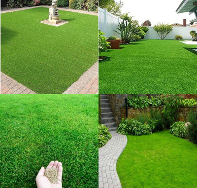 ibains Mexican grass seeds for lawn biij Seed(3400 per packet)