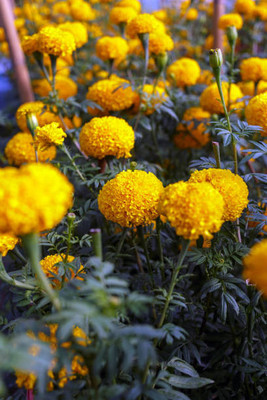 AmbeStore marigold/gende ka phool flower seeds Seed(50 per packet)