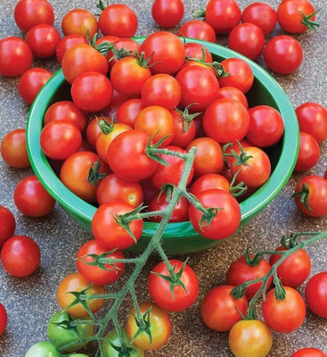 LPR TOMATO, TAMATAR Seed(100 per packet)