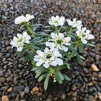 Lorvox Candytuft (Perennial) Snowflake Seed(115 per packet)