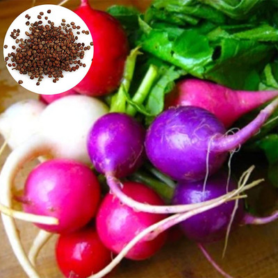 CYBEXIS Mixed Color Radish Seeds2400 Seeds Seed(2400 per packet)