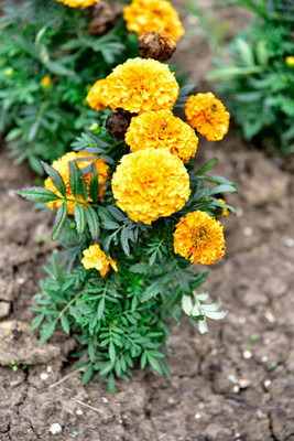 GCS Kantola Seeds marigold/gende ka phool flower seeds Seed(50 per packet)