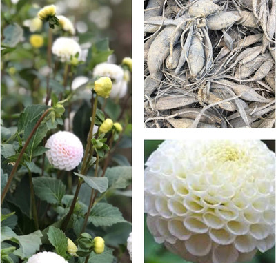 LPR DAHLIA Seed(50 per packet)