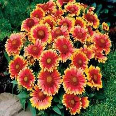TrustBasket Gaillardia (Open Pollinated) Seed(30 per packet)