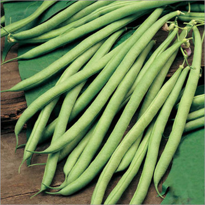 Pbevergreen hybrid beans seeds Seed(36 per packet)