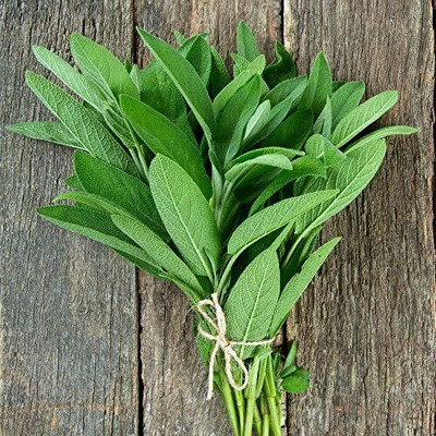 Qualtivate HUA-7A Sage Herb Seeds Seed(100 per packet)