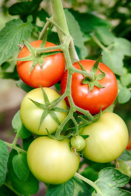 Kodali Hybrid F1 Tomato Seeds Pack Of 125 Seed(125 per packet)