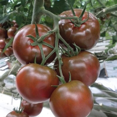 DIVINE TOMATO , TAMATAR Seed(250 per packet)