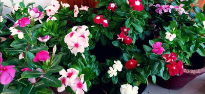 Lorvox Hybrid Imported Vinca Flower Seed(65 per packet)