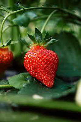 XOLDAA XOLDAA F1quality hybrid strawberry seeds Seed(25 per packet)