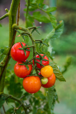 Greenery Seed Retail tomato Seed(70 per packet)