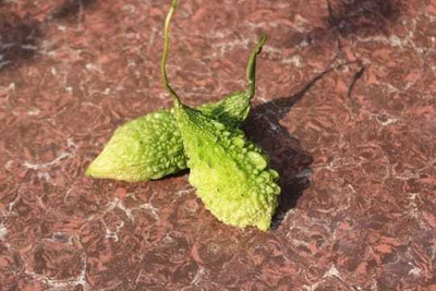 Oliver F1 BEST QUALITY BITTER GOURD SEEDS Seed(25 per packet)