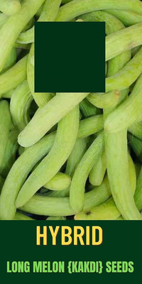 WILLVINE HUA-100 Desi Kakri Seed,Long Melon Seeds Kakdi Seed(200 per packet)