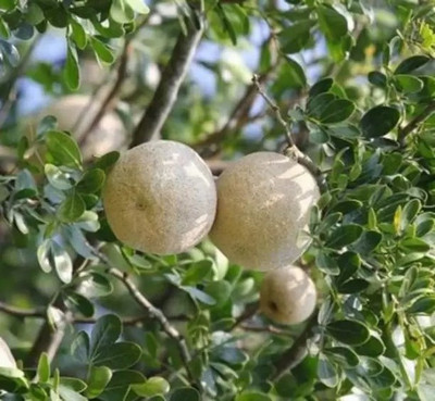 Aro Wood apple, Bel fruit, Kaitha, Katbel, Beal Fruit Seed(31 per packet)