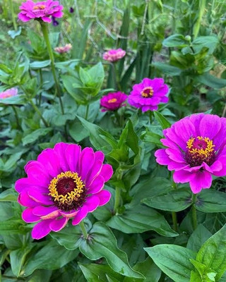Greenfall Mixed Zinnia Seeds - Pack of 23 Seeds for Lush Garden Displays Seed(30 per packet)