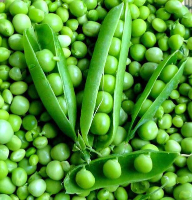 Aywal SUGAR BON SNAP PEA Seed(950 per packet)