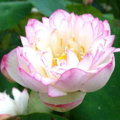 CRGO ™ VXI-258 Lotus Flower Lotus Seeds Aquatic Plant Seed(24 per packet)