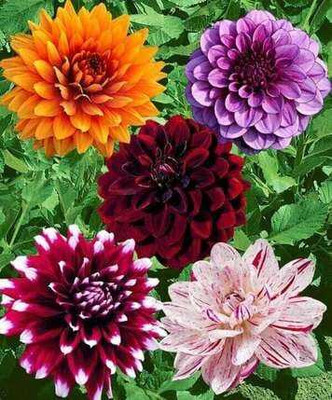 SEMINA VITA Dahlia Mix Color Flowers Seed Seed(103 per packet)