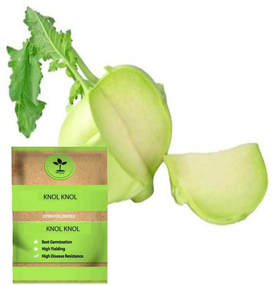 WILLVINE VMR -I F1 Hybrid Superschmelz Kholrabi/Knolkhol [2.5g] Seed(750 per packet)