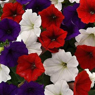 Aywal Petunia Multiflora Star Seed(20 per packet)
