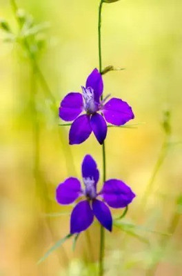 MAA Larkspur Seed(157 per packet)