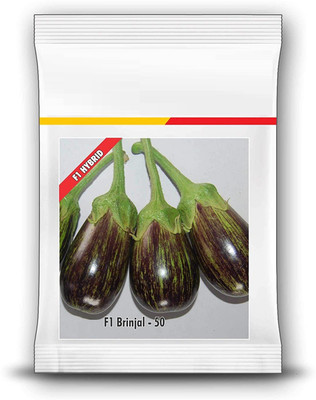 CYBEXIS XLR-74 - Brinjal Plant - (1350 Seeds) Seed(1350 per packet)