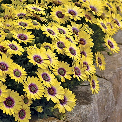 Lorvox English Daisy Mixed Colour Flower Seeds Good Germination Seed(90 per packet)