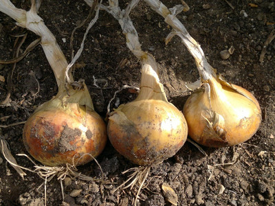 WILLVINE VEGETABLE - ONION - STURON -[5000 Seeds] Seed(5000 per packet)