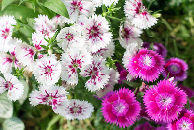 the green dotcom Hybrid Sweet William Double Flower Seed(97 per packet)